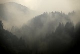 Fototapeta Tęcza - Foggy forest