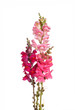 Stems of pink, red and purple shapdragon flowers isolated on whi