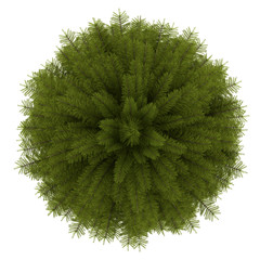 Wall Mural - top view of norway spruce tree isolated on white background