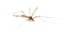 Daddy Long Legs, Mosquito, - Nephrotoma Scalaris