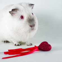 Guinea Pig And Heart