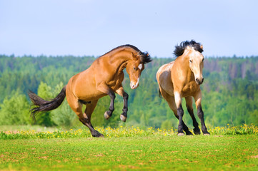 Two bay horses playing on the meadow