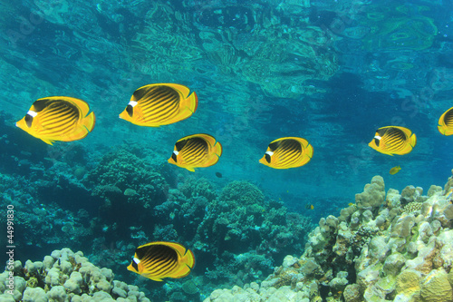 Board z aluminiowym obramowaniem Rafa koralowa scena z butterflyfish