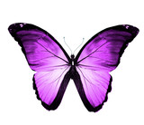 Fototapeta Motyle - Violet blue butterfly , isolated on white