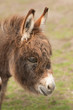 donkey portrait 6958