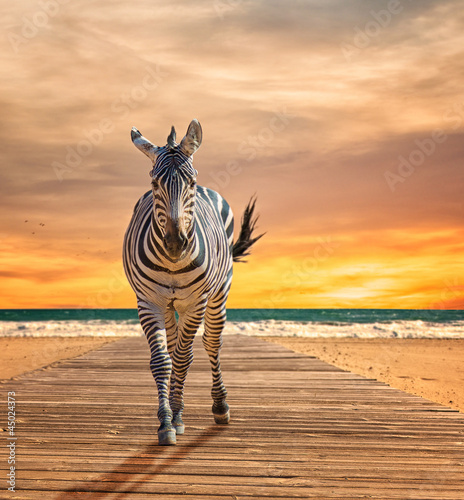 Obraz na płótnie canvas Zebra chodzenie na drewniane deski