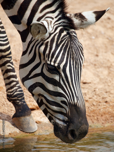 Obraz na płótnie canvas czteroczęściowy "tetraptyk" Zebra (equus quagga)