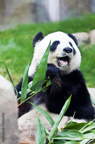 Board z aluminiowym obramowaniem Gigantyczna panda jedząca bambus