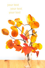 Wall Mural - Fall leaves. Autumn leaves of maple