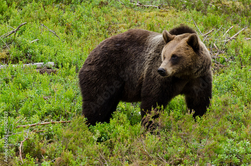 Board z aluminiowym obramowaniem Niedźwiedź brunatny (ursus arctos)