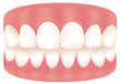 健康な歯と歯茎