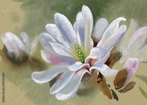 bialy-kwiat-magnolii-malarstwo-akwarela