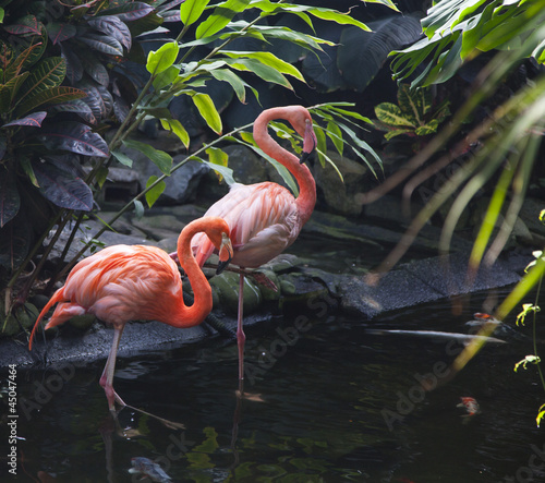Fototapeta na wymiar goose stepping flamingo's