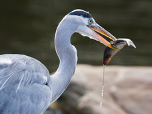 Great Blue Heron Spears A Fish