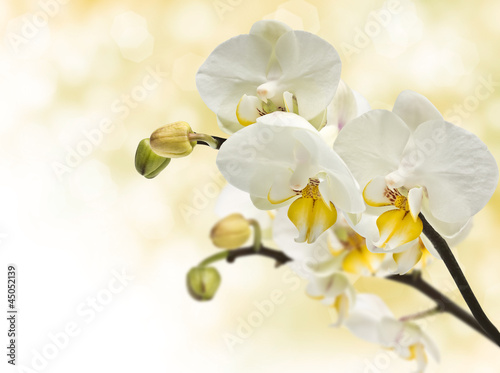 Obraz na płótnie canvas dwuczęściowy "dyptyk" Gałązka kwitnących orchidei w zarodku