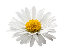 Beautiful Flower Daisy On White Background
