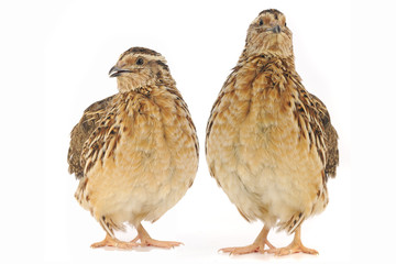 adult quail