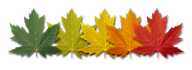 Wall Mural - autumn border element