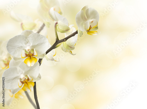 Obraz na płótnie canvas Gałązka kwitnących orchidei