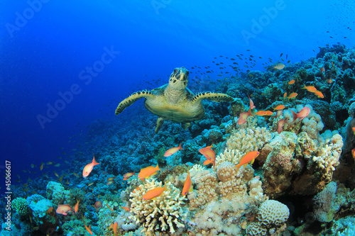 Obraz w ramie Sea Turtle and Coral Reef