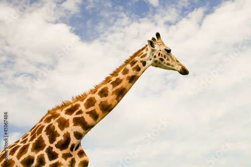 Board z aluminiowym obramowaniem Żyrafa (giraffa camelopardalis) na błękitnym niebie
