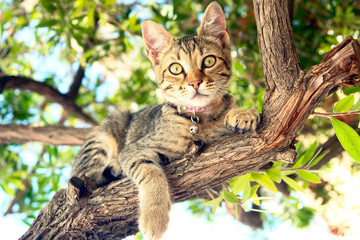 a cat sitting on a tree
