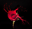 red rose splashes