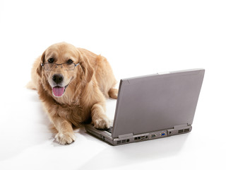 Wall Mural - Laptop Golden Retriever