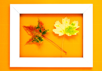Wall Mural - Fall leaves. Autumn leaves of maple