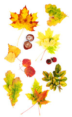 Wall Mural - Autumn leaves of white
