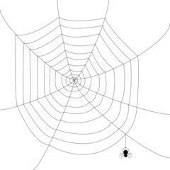 spider web