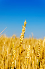 one golden ear of wheat