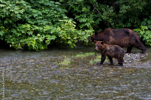 Board z aluminiowym obramowaniem Niedźwiedź grizzly