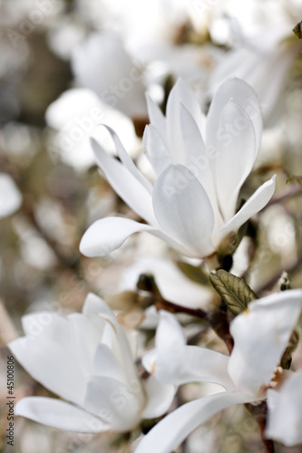 Naklejka na szybę Beautiful magnolia blossom