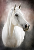 Fototapeta Konie - a white horse