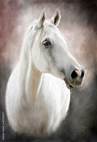 Fototapeta do kuchni a white horse