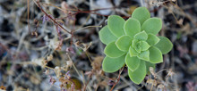 Isolated Green Succulent Cactus