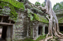 Trees In Ta Prohm, Angkor Wat