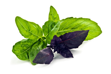 basil