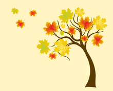 Autumn Tree With Colorful Leafs Of Maple, Background For Design