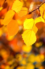 Poster - Background of autumn leaves.