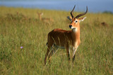 Fototapeta Sawanna - Impala Antelope, Uganda, Africa