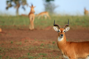 Wall Mural - Impala Antelope, Uganda, Africa