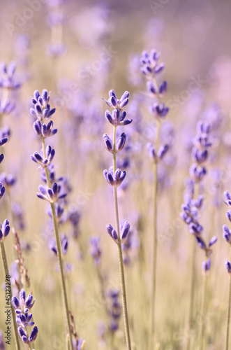 Nowoczesny obraz na płótnie Lavender