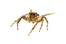 Isolated Male Plexippus Petersi Jumping Spider
