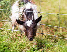 Head Of Lamb Or Sheep Stuck In Wire Fence