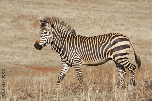 Board z aluminiowym obramowaniem Zagrożona peleryna górska zebra; 