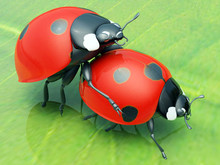 Ladybugs Copulate