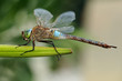 Lesser Emperor dragonfly