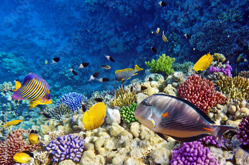 Board z aluminiowym obramowaniem Koral i ryby w czerwonym sea.egop